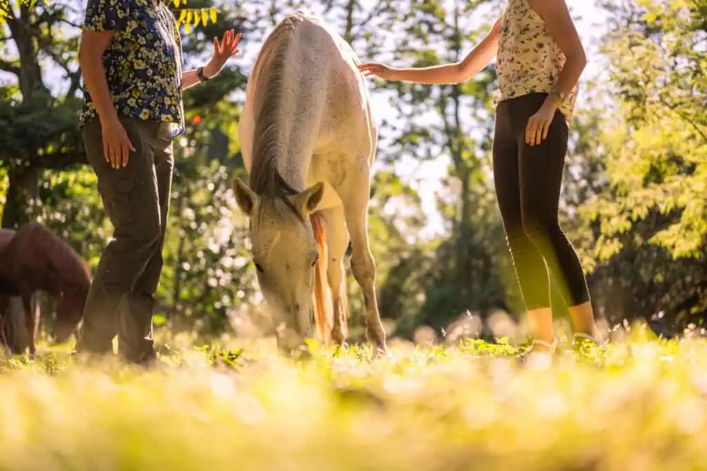 Equine Assisted Therapy
